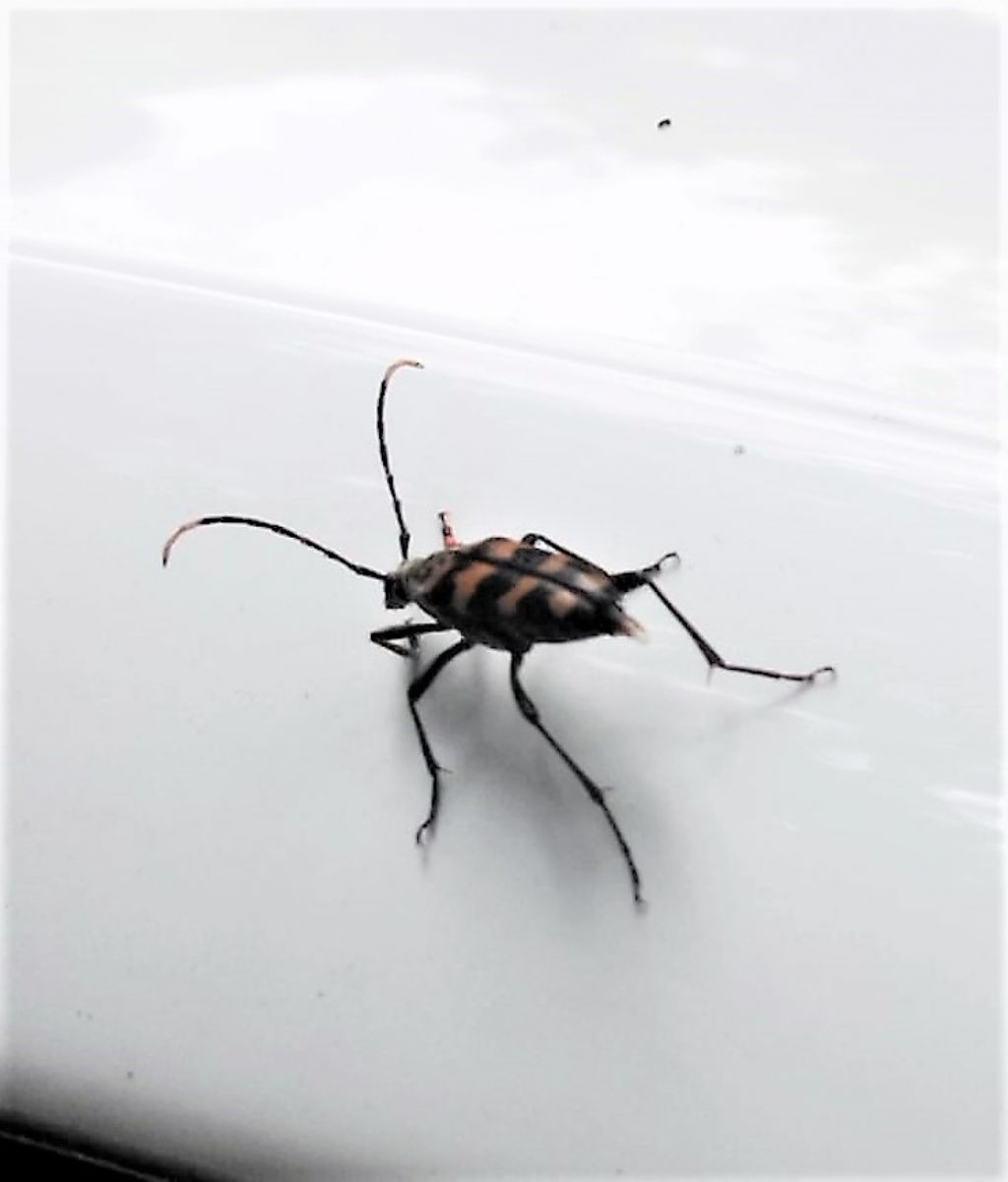 Cerambycidae: Leptura quadrifasciata, femmina